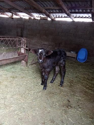 торпок ургаачы: Сатам | Музоо | Бордоп семиртүү үчүн — 1