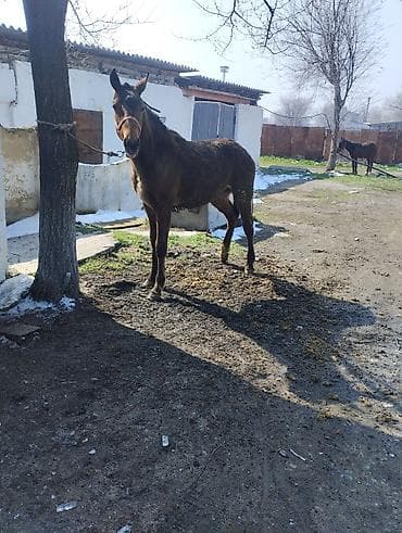 Лошади, кони: Данчак еркек былтыркы Тай сатылат рост халке 145 малдыка жакшы жылкы — 7