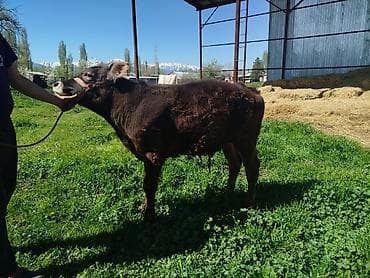 летающая белка: Продаю | Музоо, торпок | На откорм | Племенные — 1