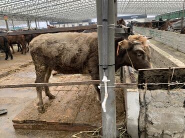 бесплатные объявления животные: Продаю | Корова (самка), Бык (самец), Тёлка | На откорм, На забой, Для разведения — 3