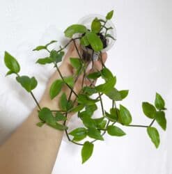 стабилизированные цветы бишкек: РАСПРОДАЖА по 100сом🔥🔥🔥🔥 💰💰📌📌 алоказия полли традесканция ладьевидная — 6