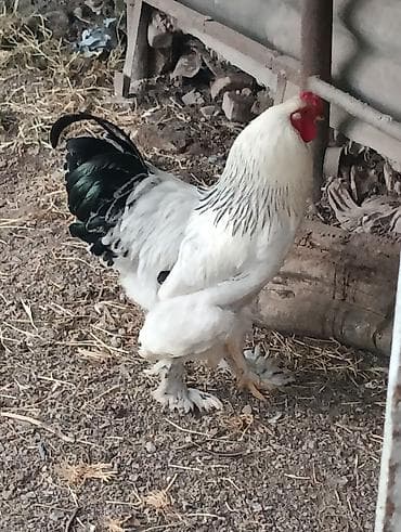 продам кур брама: Продаю | Куры, Петух | Брама, Домашняя | На забой, Для разведения, Несушки — 5
