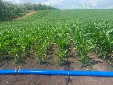 #Капельная лента!!! 1 метр- 1,75 сом Капельное орошение!!!