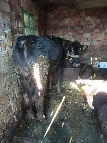 алабай сколько стоит: Продаю | Тёлка | Полукровка | На откорм | Привязанные — 7