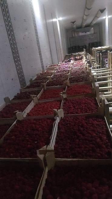 жаренный мороженое: Принимаем заказы на замороженные ягоды клубника,малина,смородина — 4