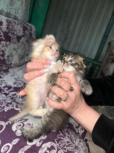 Продажа кошек: Котята от домашней кошки Мейкуна с пушистой полудлинной шерстью и — 3