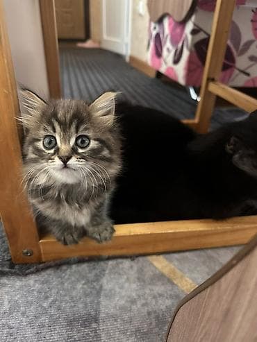 Скотиш Страйт (Шотландская прямоухая), 1 месяц, Девочка, Приучена к лотку