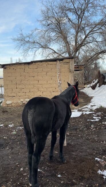 дом животных: Продаю | Жеребенок | Для разведения | Племенные — 6