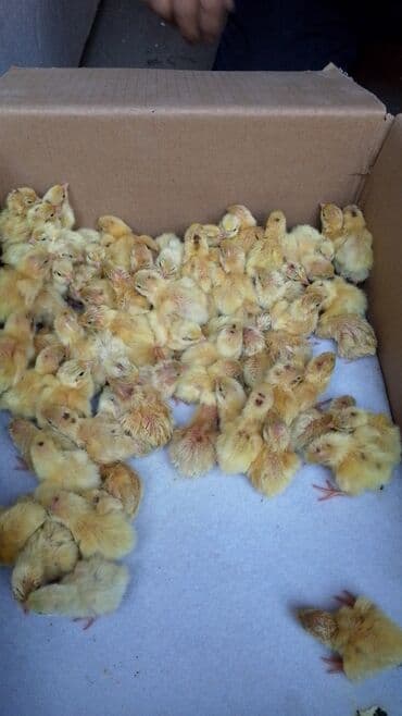 купить страусиное яйцо для инкубации: Продаю | Цыплята | Для разведения — 2