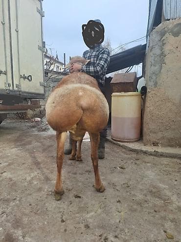 Продаю | Баран (самец) | Для разведения | Племенные at lalafo.kg Продаю | Баран (самец) | Для разведения | Племенные