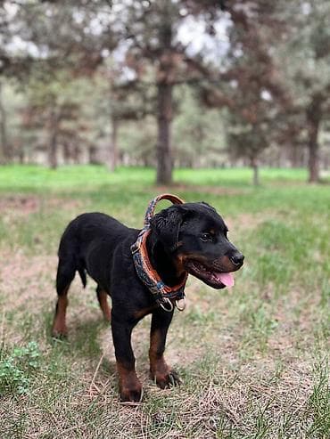 дворняга: ДРЕССИРОВКА СОБАК | ГАРАНТИЯ РЕЗУЛЬТАТА!!! Хотите послушного — 9