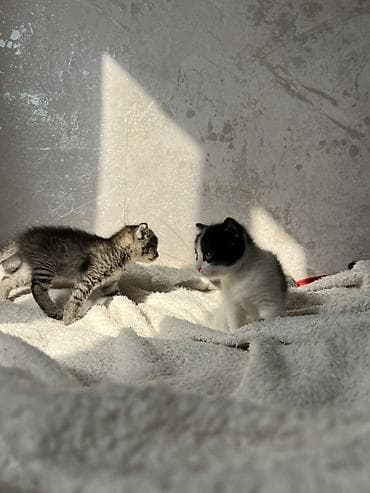 сеамская кошка: Котята от домашней кошки с яркой сиамской окраской и голубыми глазами — 4