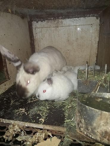 Баран, овца: Продаю | Крольчата | Калифорнийская | Для разведения — 3