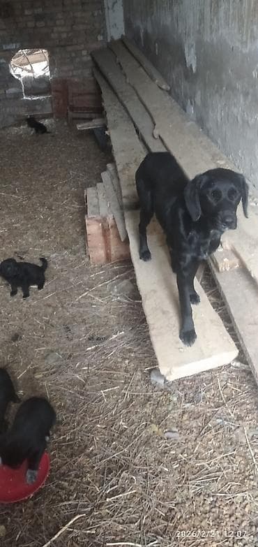 собаки питбуль: Лабрадор-ретривер, 1 месяц, Самка — 2