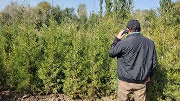 саженцы клубник: Саженцы деревьев: Туи — 16