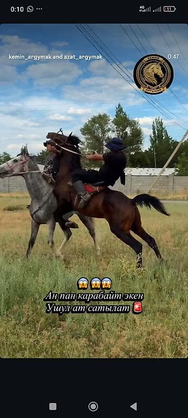 Продаю | Жеребец | Конный спорт | Племенные