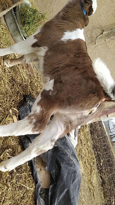 симентал бука: Продаю | Музоо, торпок | На откорм | Искусственник — 3