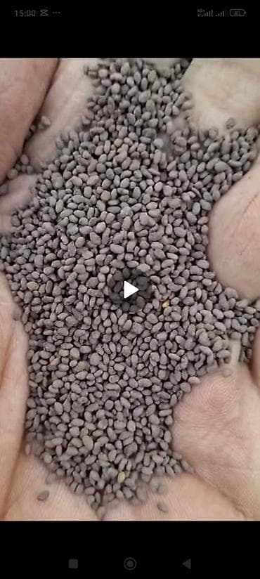 саженцы клубника: Семена кормовых растений: Люцерна, Самовывоз, Бесплатная доставка, Платная доставка — 6