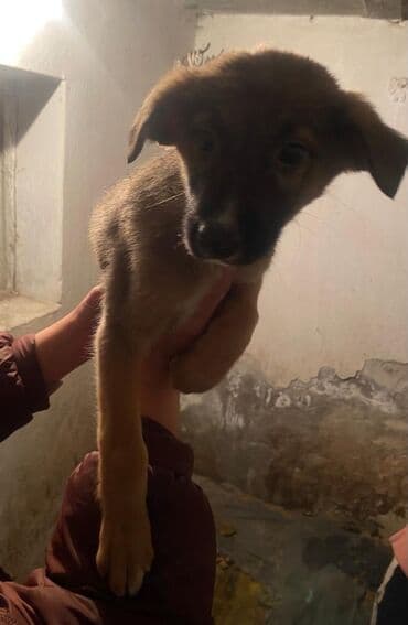 сабака овчарка: Собака даром: Овчарка, 2 месяца, Самка — 5