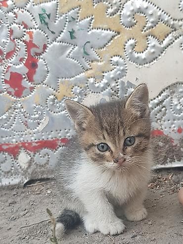 scottish fold: Отдам в добрые руки! 🐈 — 4