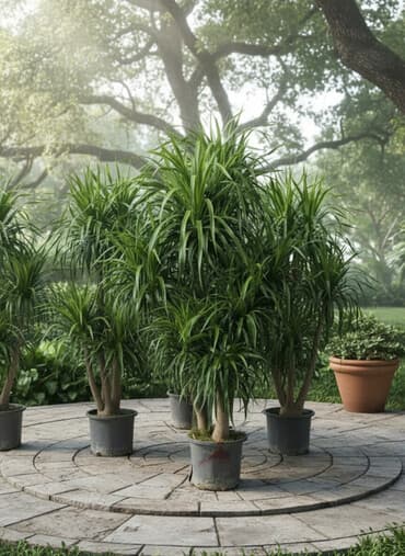 фикус пальма: Комнатные декоративные растения в горшках — крупные, пышные экземпляры — 1