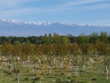 яблоневый сад: 4 соток, Для сельского хозяйства, Красная книга — 6