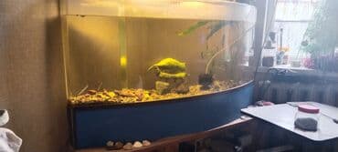 Аквариумдар: Аквариум панорамный из оргстекла 6мм.,длинна 130см,ширина 30см,высота — 5