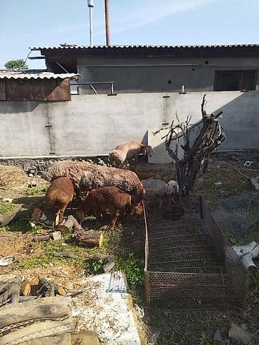 Айыл-чарба жаныбарлары: Кочкорлор, койлор — 2