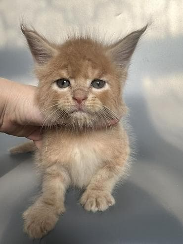 кошка британская: Предлагаются к продаже шикарные котята мейн-кун от породных — 2