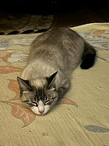 кошка американский керл: Ищем кота для вязки 🐾 Милая домашняя кошка с нежным окрасом поинт — 7