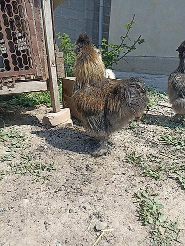 Животные: Продаю | Куры | Для разведения — 1