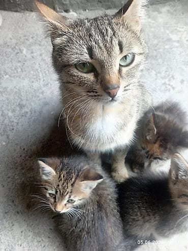 вислоухий кошка: Беспородная, 1 месяц, Мальчик, Черепаховый, Приучена к лотку — 7
