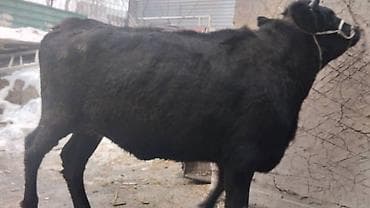 С/х животные и товары: Продаю | Тёлка | Алатауская | Для разведения | Осеменитель — 3