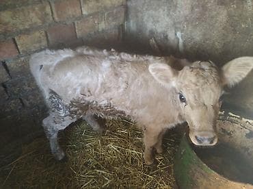 Продаю | Музоо, торпок | Полукровка | На откорм | Искусственник