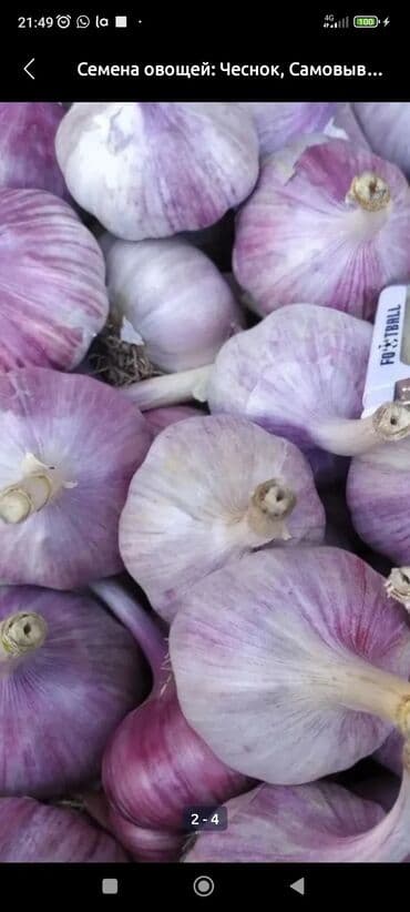 помидоры домашние: Чеснок В розницу — 1