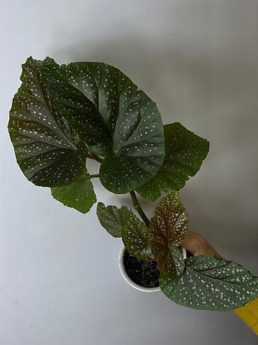 бегонию: Пальма панданус, большое растение 400 сом Рэо или кошелёк — 2