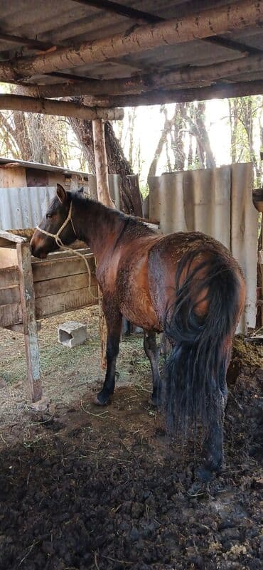 Продаю | Конь (самец) | Рабочий