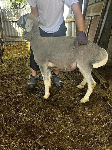 утки белые: Продаю | Овца (самка) | Для разведения — 4