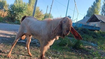 чистокровный английский: Сатам | Эчки (ургаачы) | Нубий | Көбөйтүү үчүн — 8