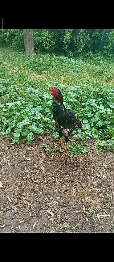 кой мал: Продам хорошего петуха на пароду самый раз, петух кассой — 2