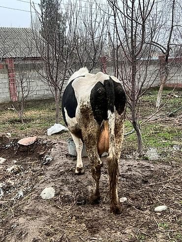 А/ч жаныбарларын сатам: Сатам | Уй (ургаачы) | Швиц | Сүт алуу үчүн — 8