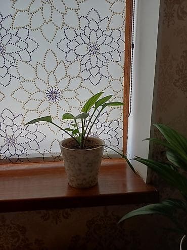 Каланхоэ: Комнатные растения в горшках 1) Аспидистра (Aspidistra elatior) - — 5