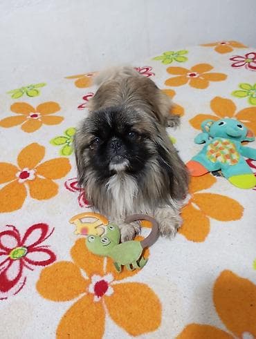 пекинес купить: Пекинес мальчик привит есть паспорт— домашний компаньон Порода — 4