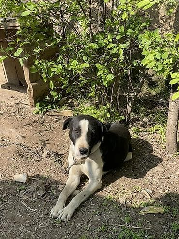 ит тайган: Собака крупного размера, кобель. Окрас черно‑белый: черная спина и — 2