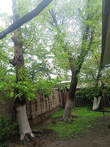 Грецкий орех (плодовое дерево) - Порода: грецкий орех (Juglans