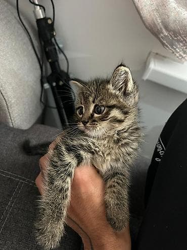 маленькие котята: Котёнок тигрового окраса - Порода: домашняя короткошёрстная, окрас — — 2
