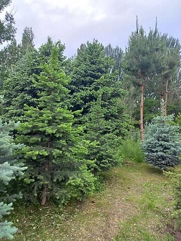 ишу работу охраника: Саженцы деревьев: Ели — 3