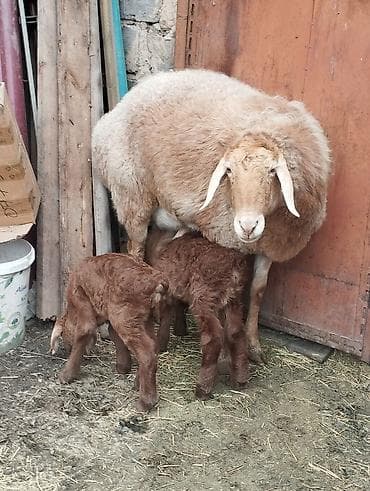 для барана: Продаю | Овца (самка) | Арашан — 1