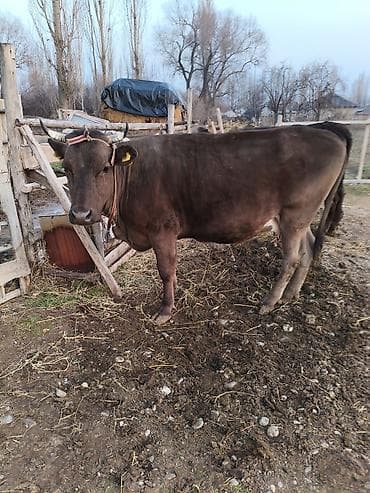 Башка жаныбарлар: Сатам | Уй (ургаачы) | Аргын | Сүт алуу үчүн | Музоологондон кийин — 6