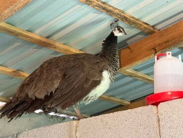 яйцо индюшиное: Самовывоз — 2